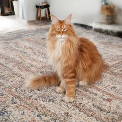 Prompt: "a BUTTCC red maine coon on a carpet"