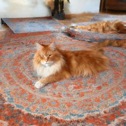 Prompt: "BUTTCC a red maine coon on a Persian carpet"